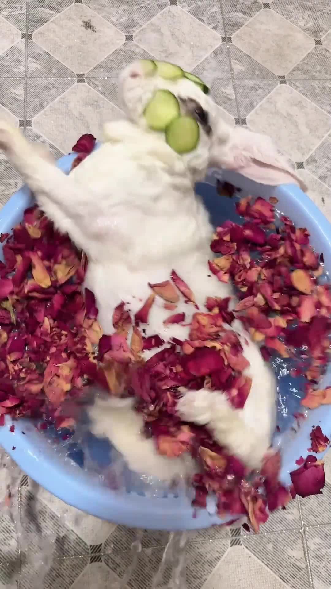 @RabbitBall
