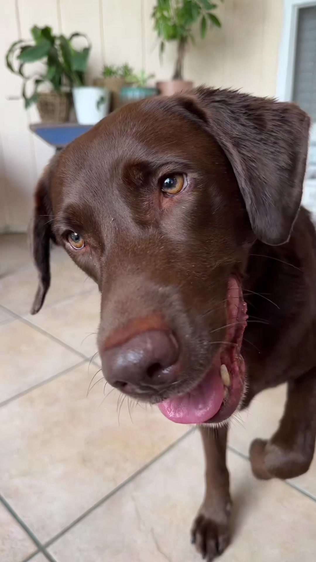 @AmandaT | Your Dog is COOL!