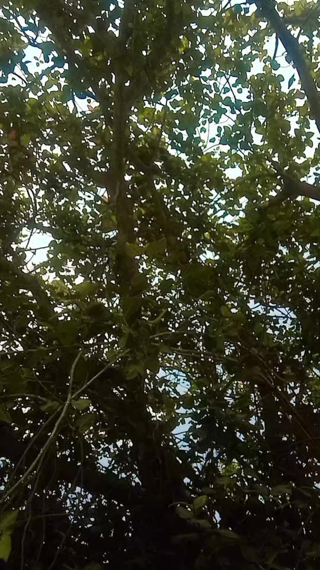 @Rinky_sah_999