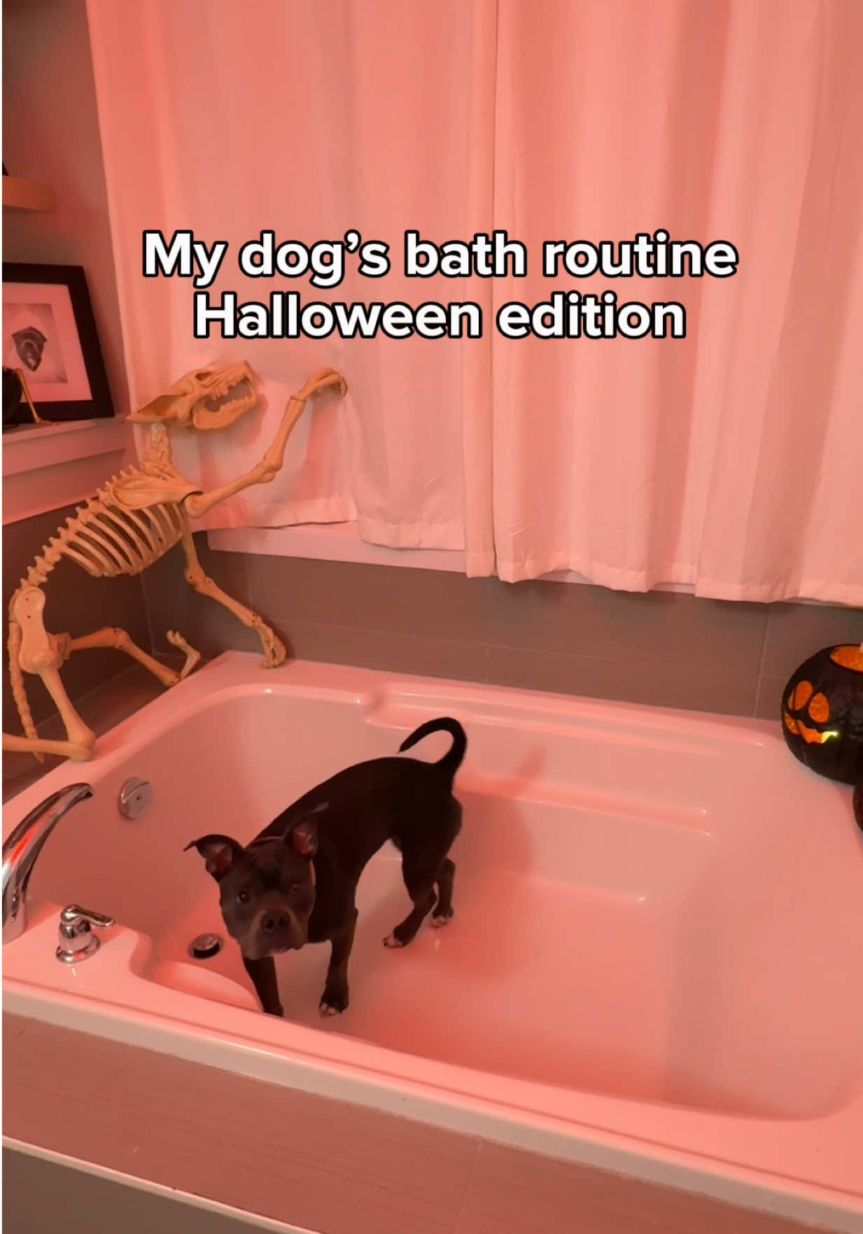 @Luna The Pittie