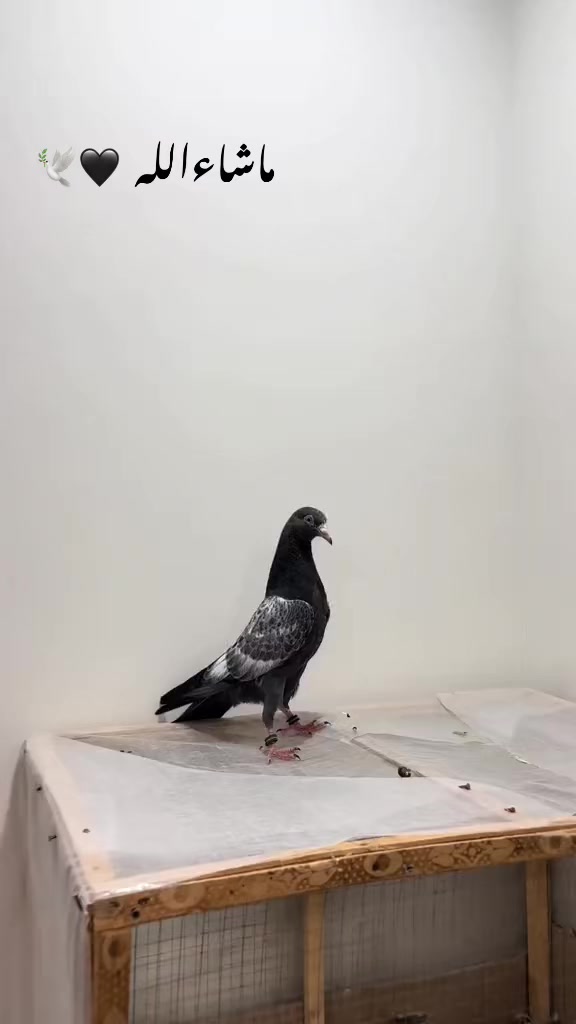 @Royal Birds 🕊️👑