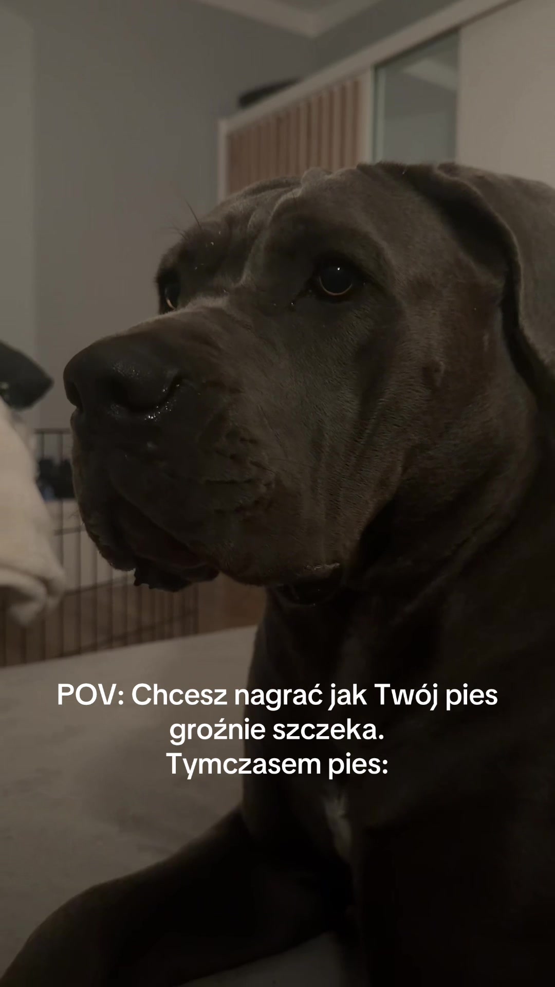 @Akira_corso
