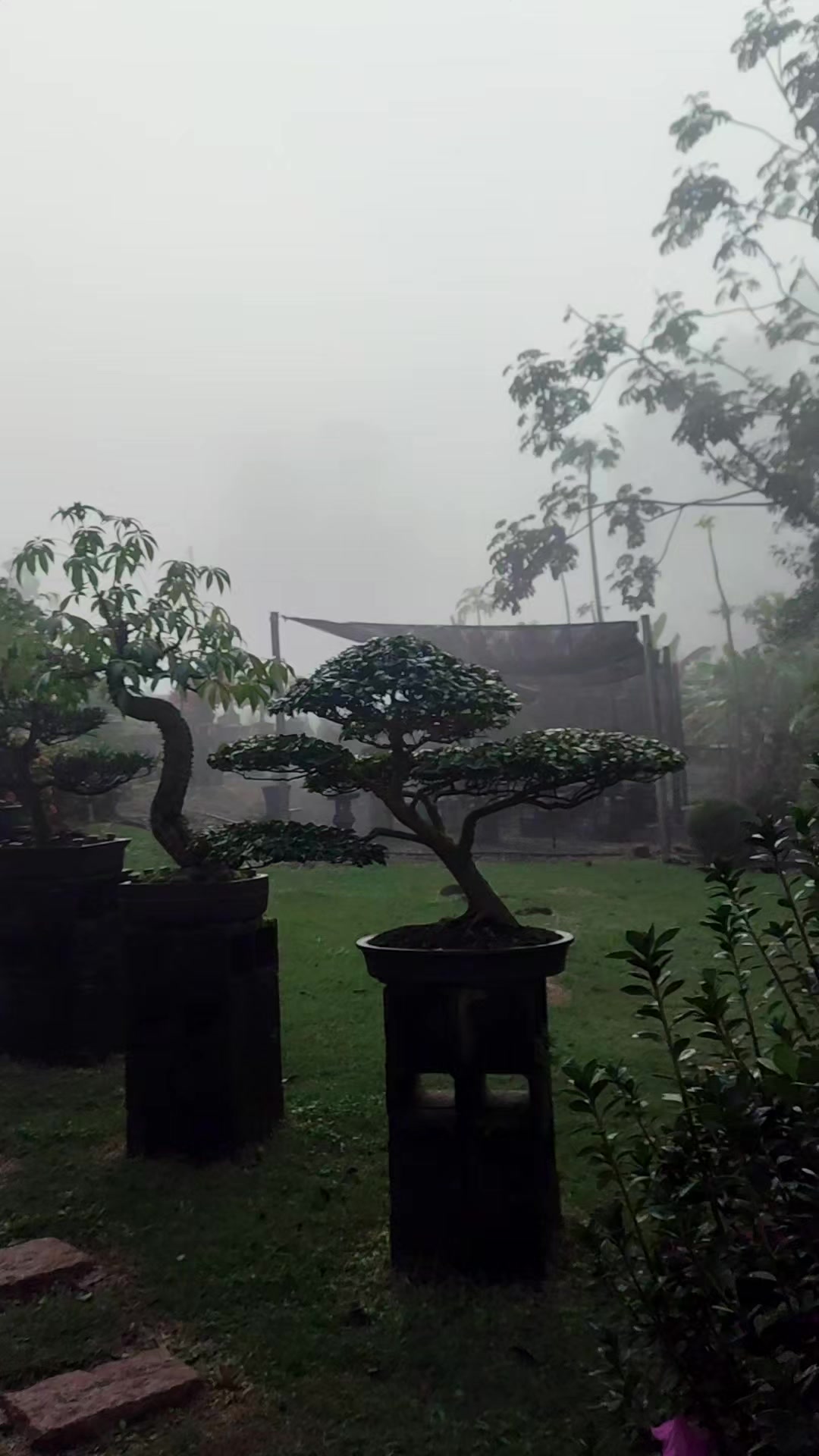 @Ak-en Bonsai