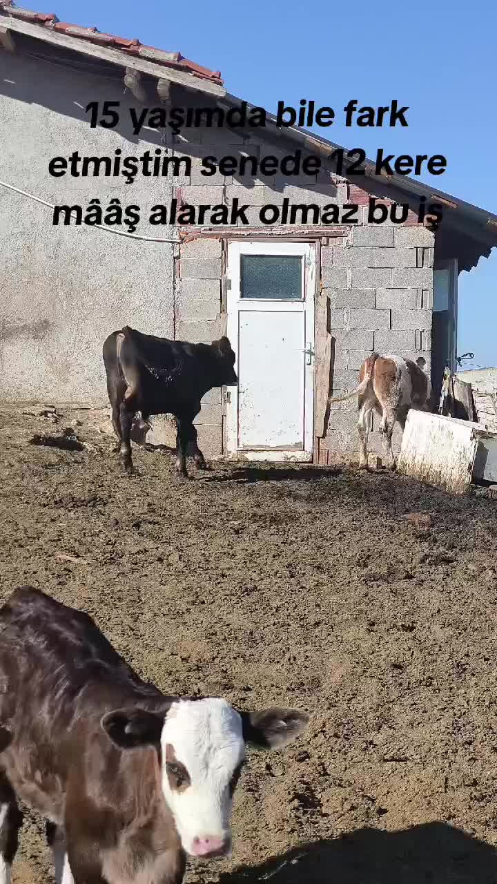 @Baki Sarıoğlu