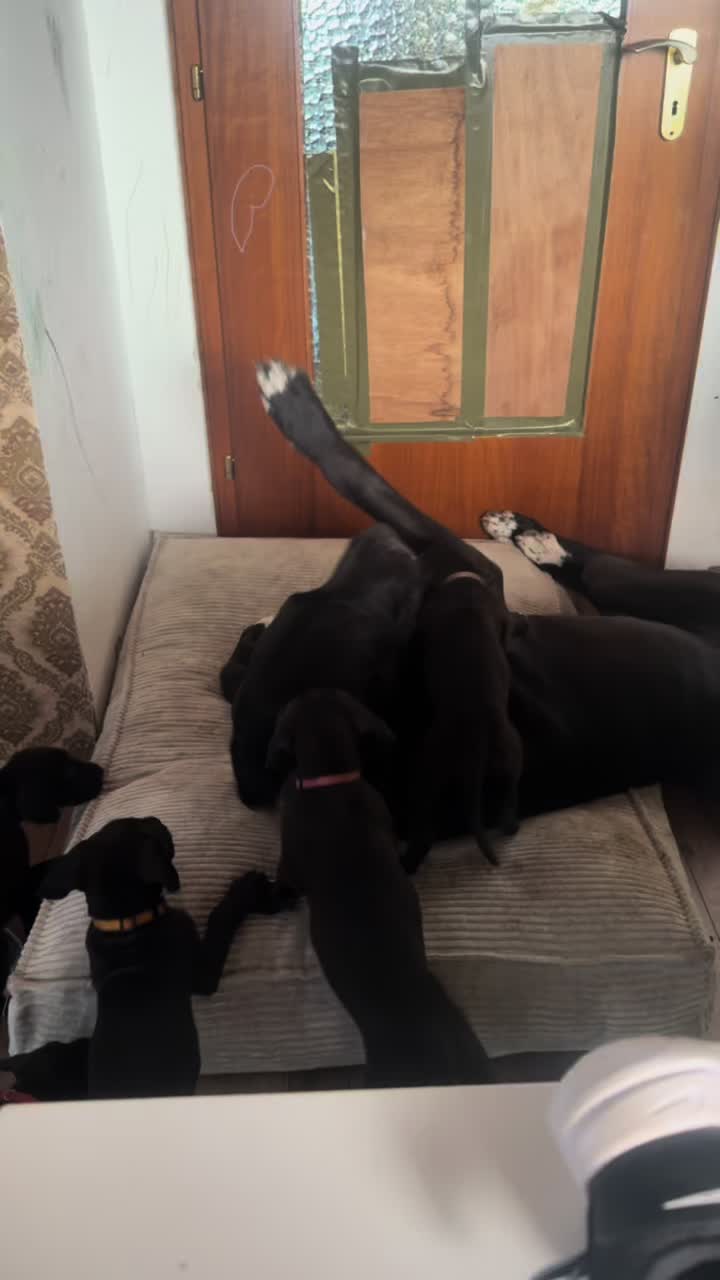 @Doggen von Lucaelis