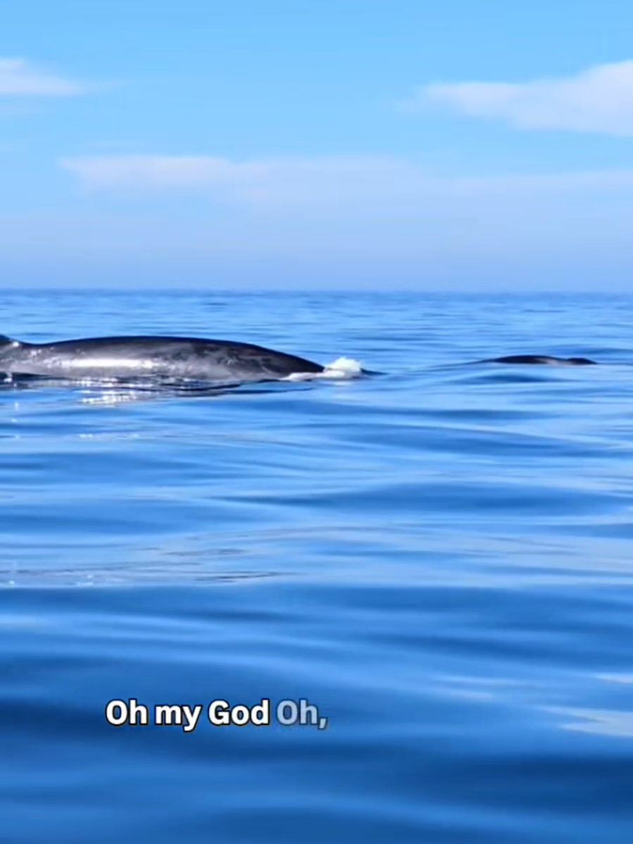 @Adventure Whale Watching
