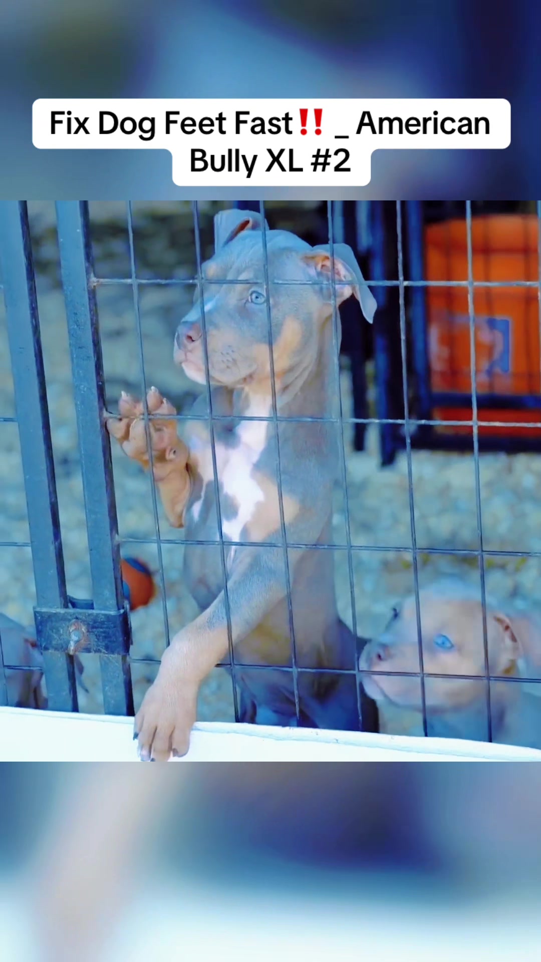 @QBN Kennel
