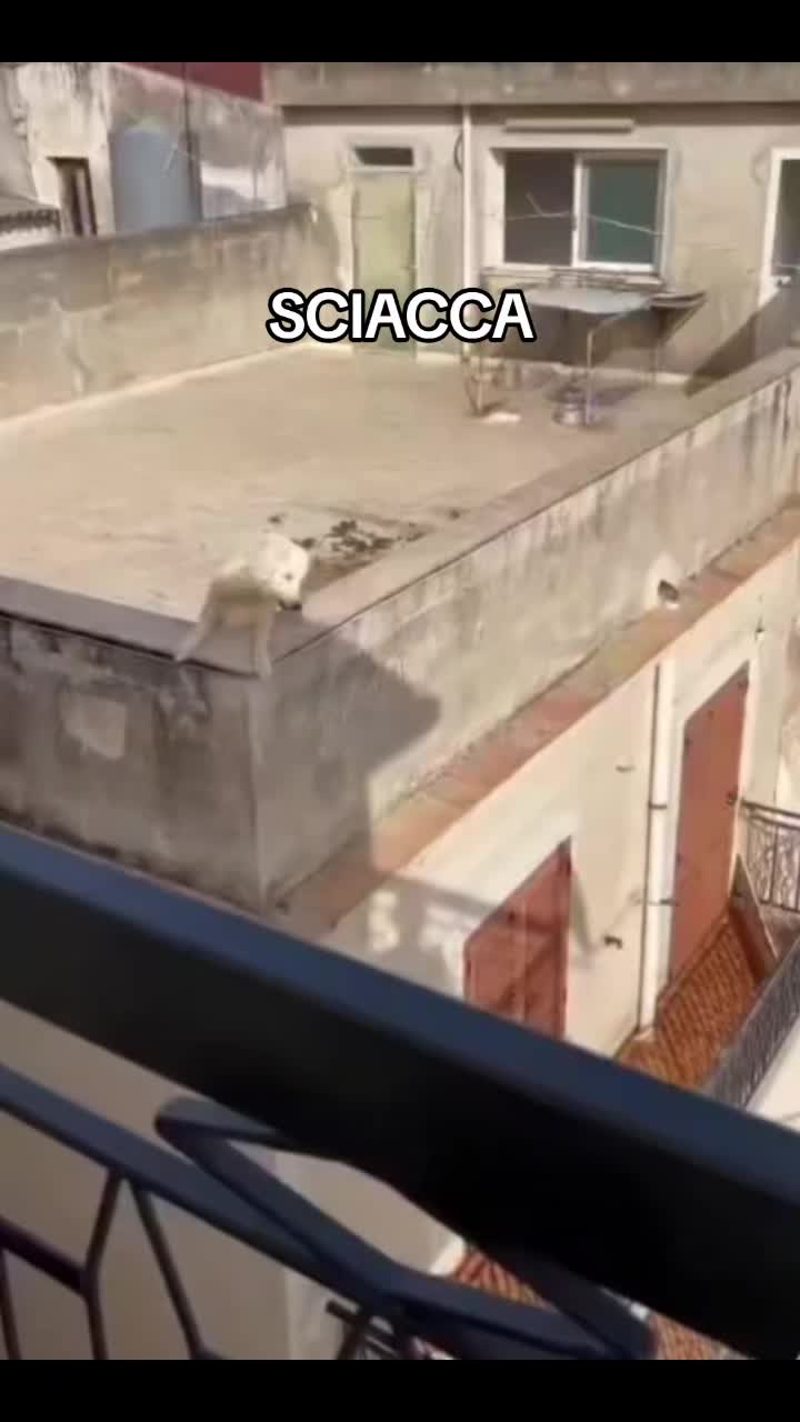 @Eleonora