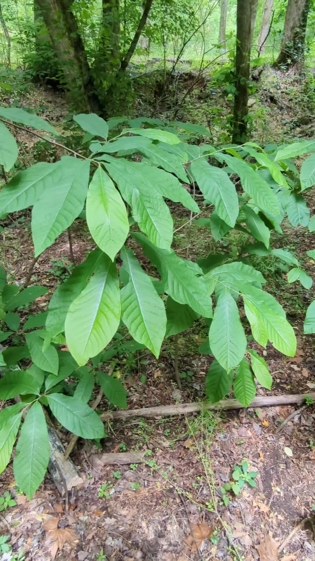 @Forage North America