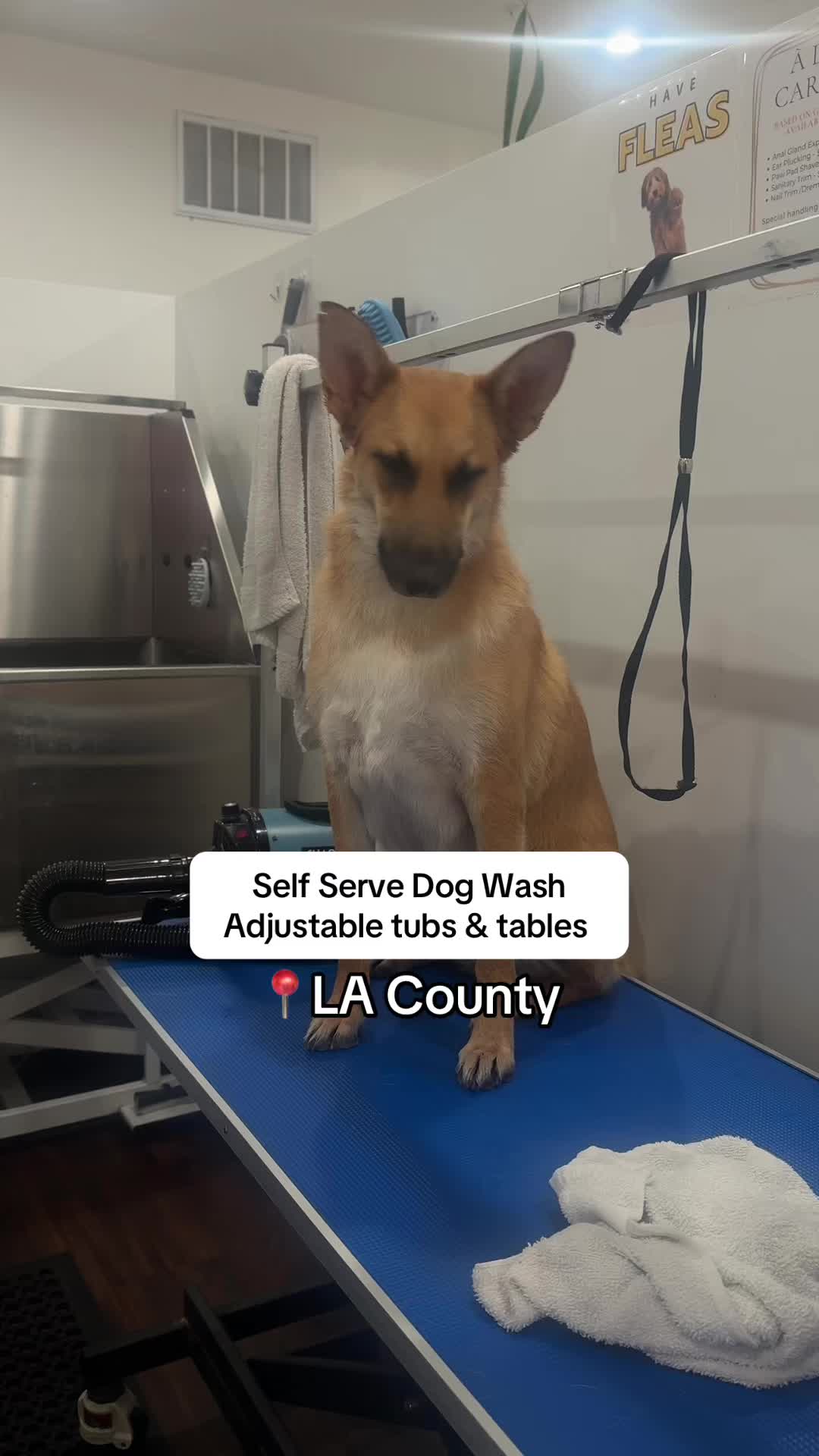 @dogwashla