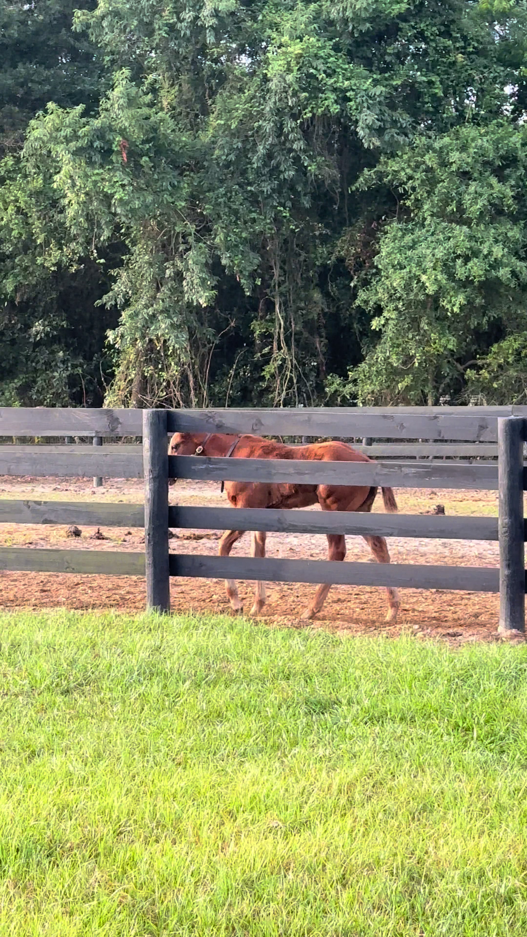 @Ashley at Rivermont Farm🐎🐶