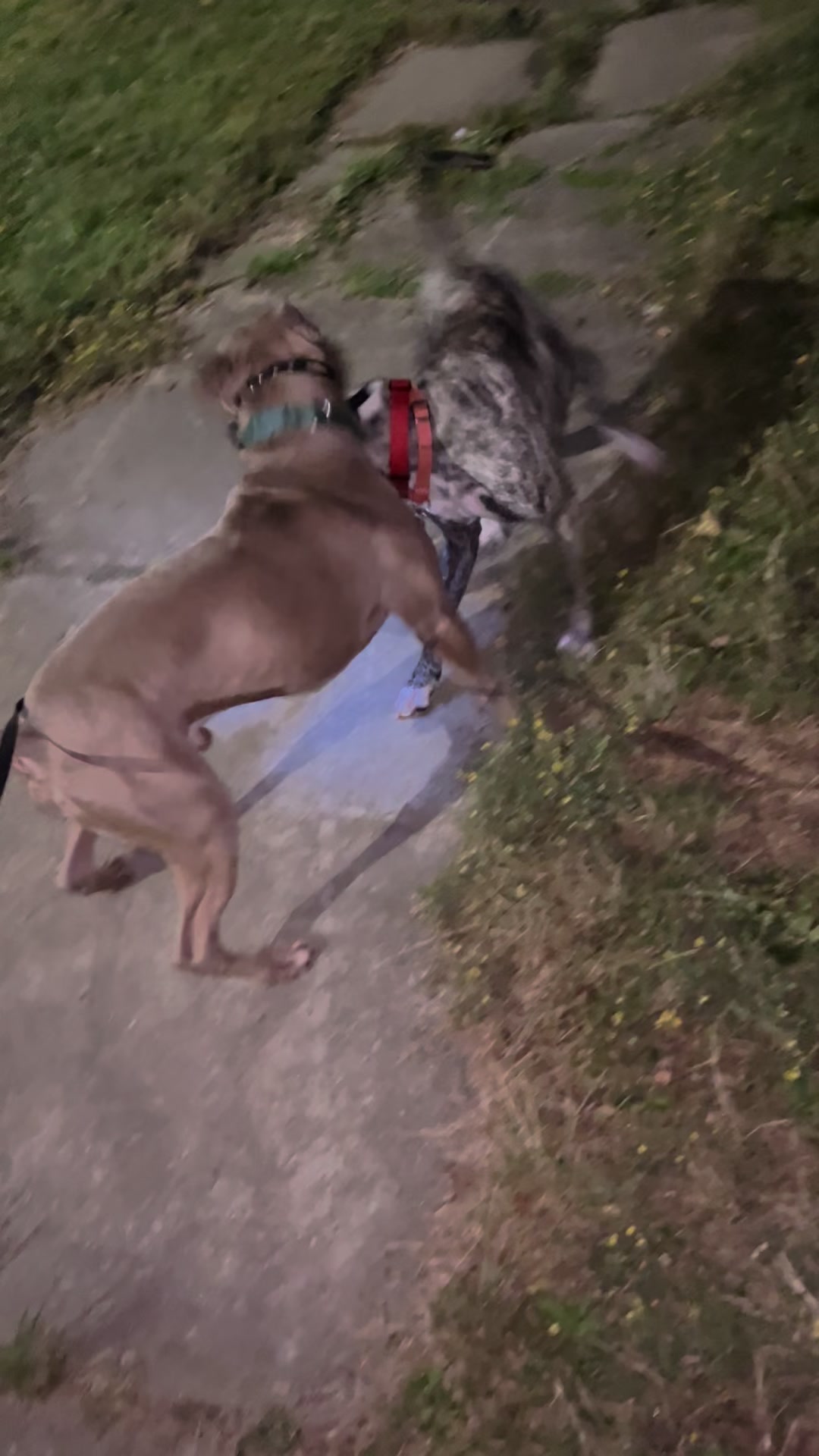@Jay TheDog Trainer