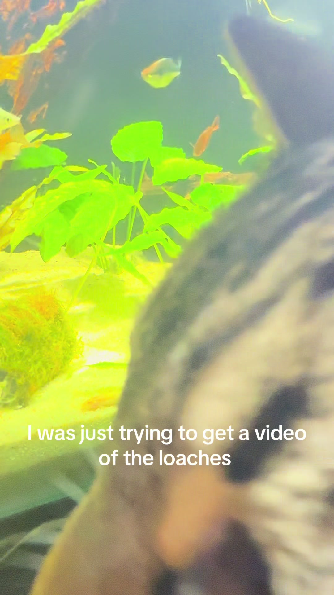 @SimpAquatics