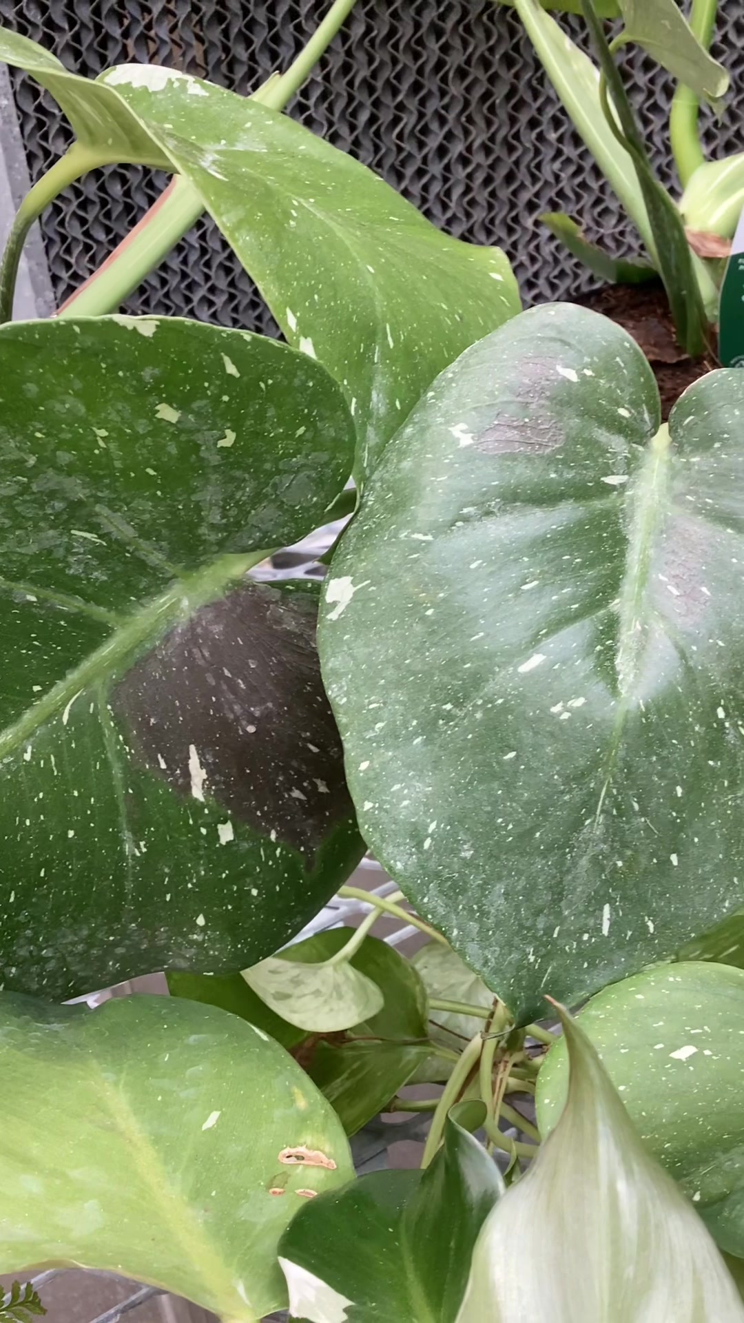 @bsu greenhouse