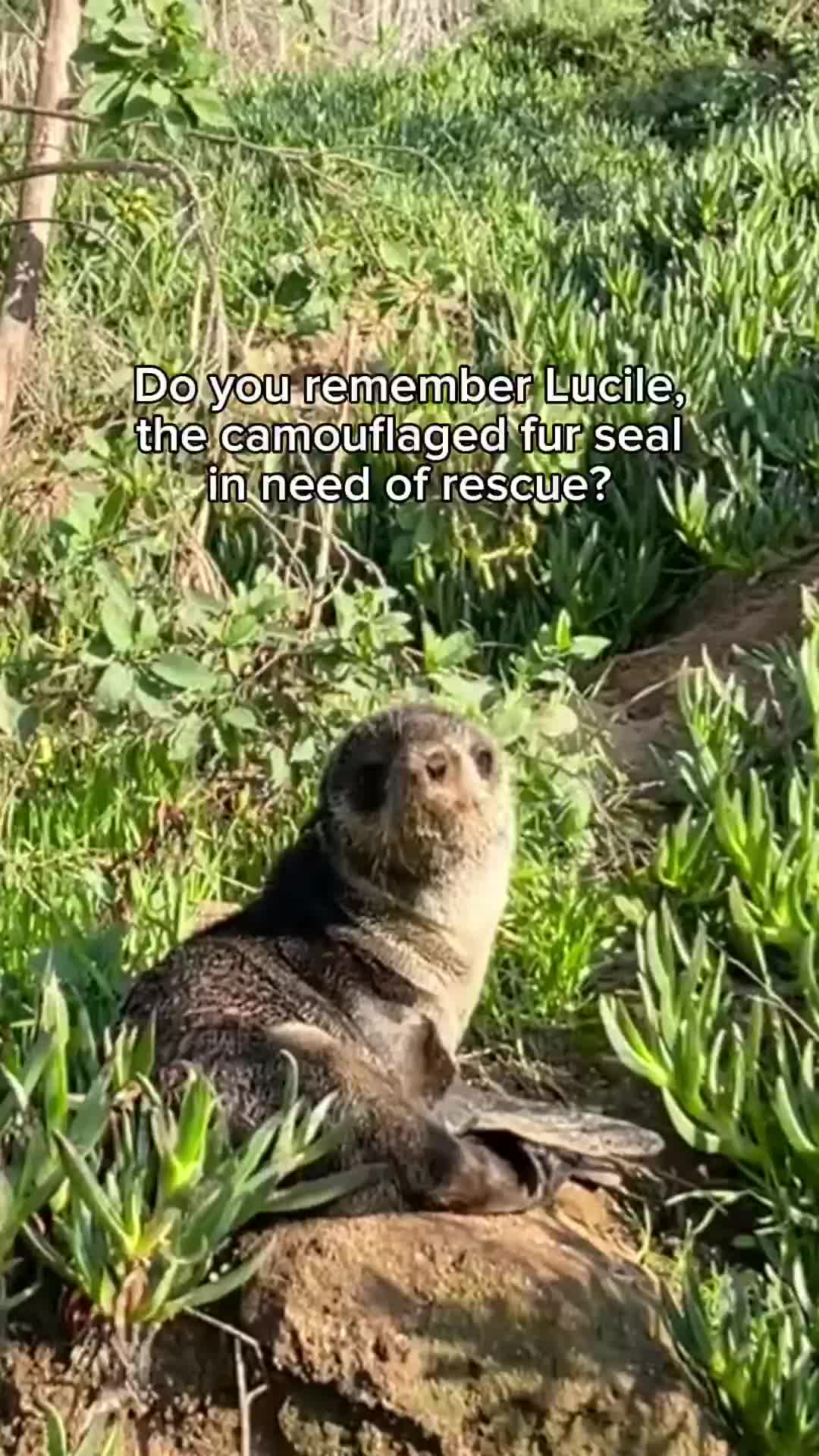 @Marine Mammal Care