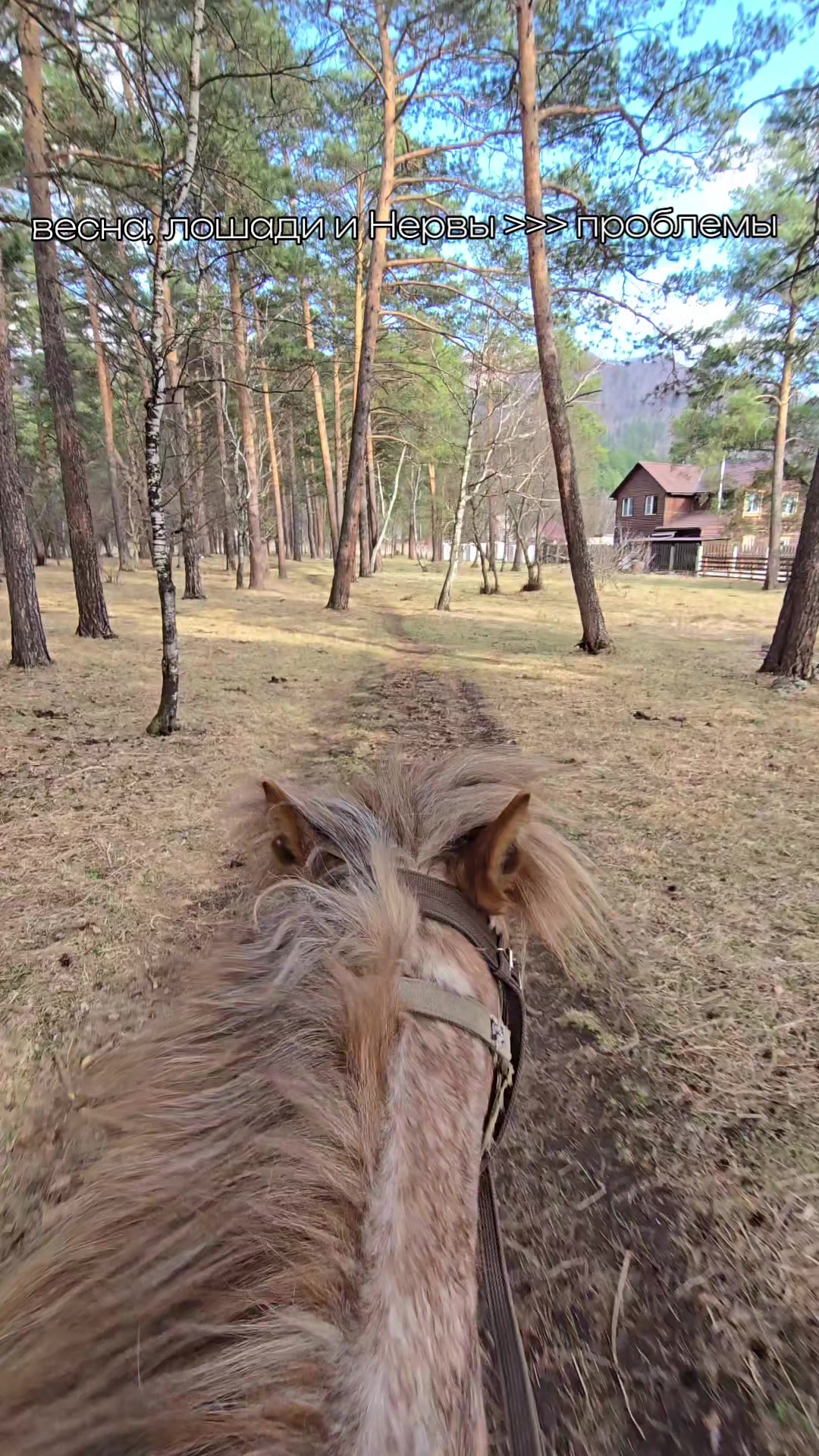 @tg: altaihorses