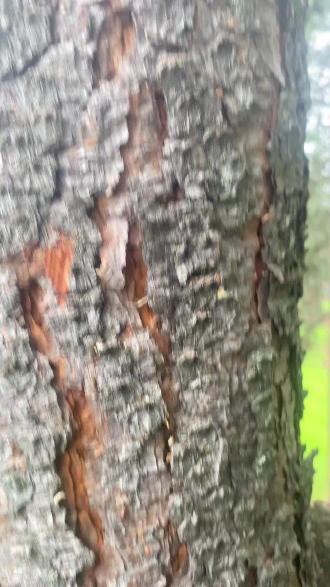 @The Tree Clique
