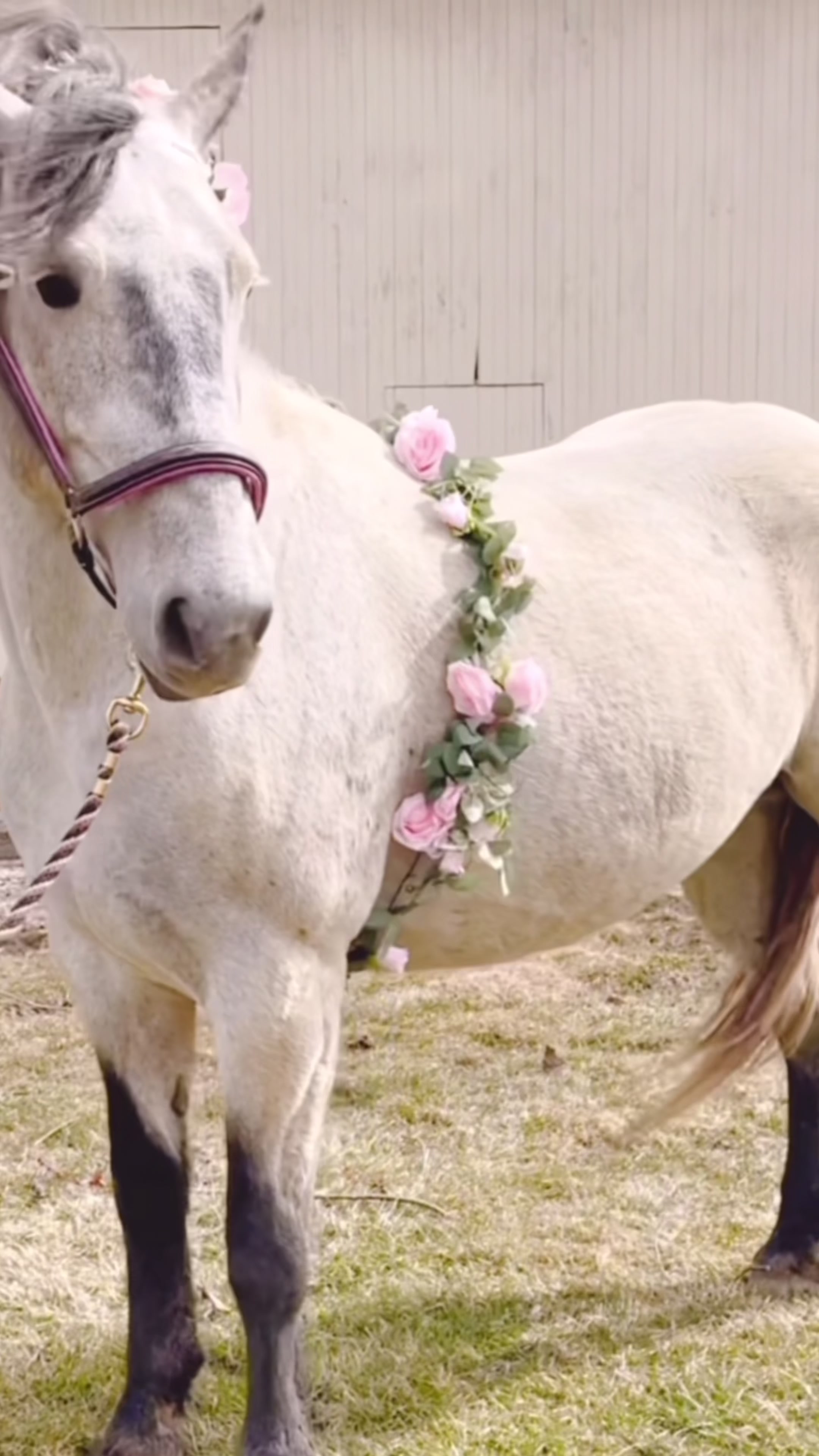 @Free Spirit Equestrian