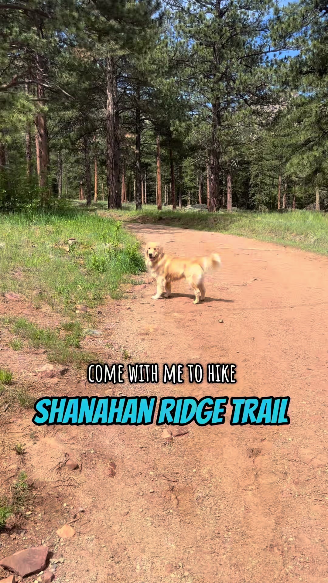 @rigatoni_thegolden