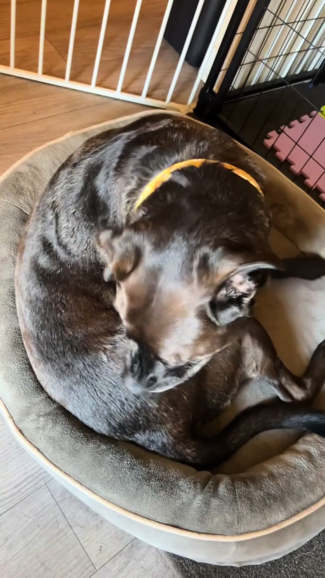 @kai•thedogmother🐾