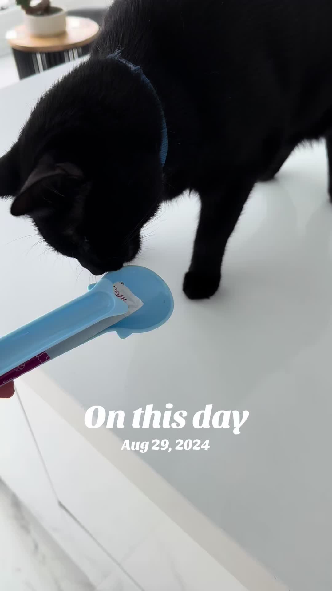 @Oscar Jeremy the cat!