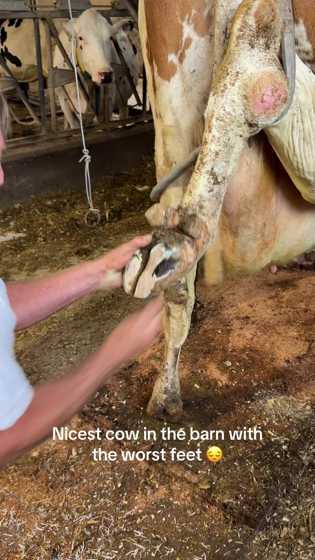 @The  Farmers Wife