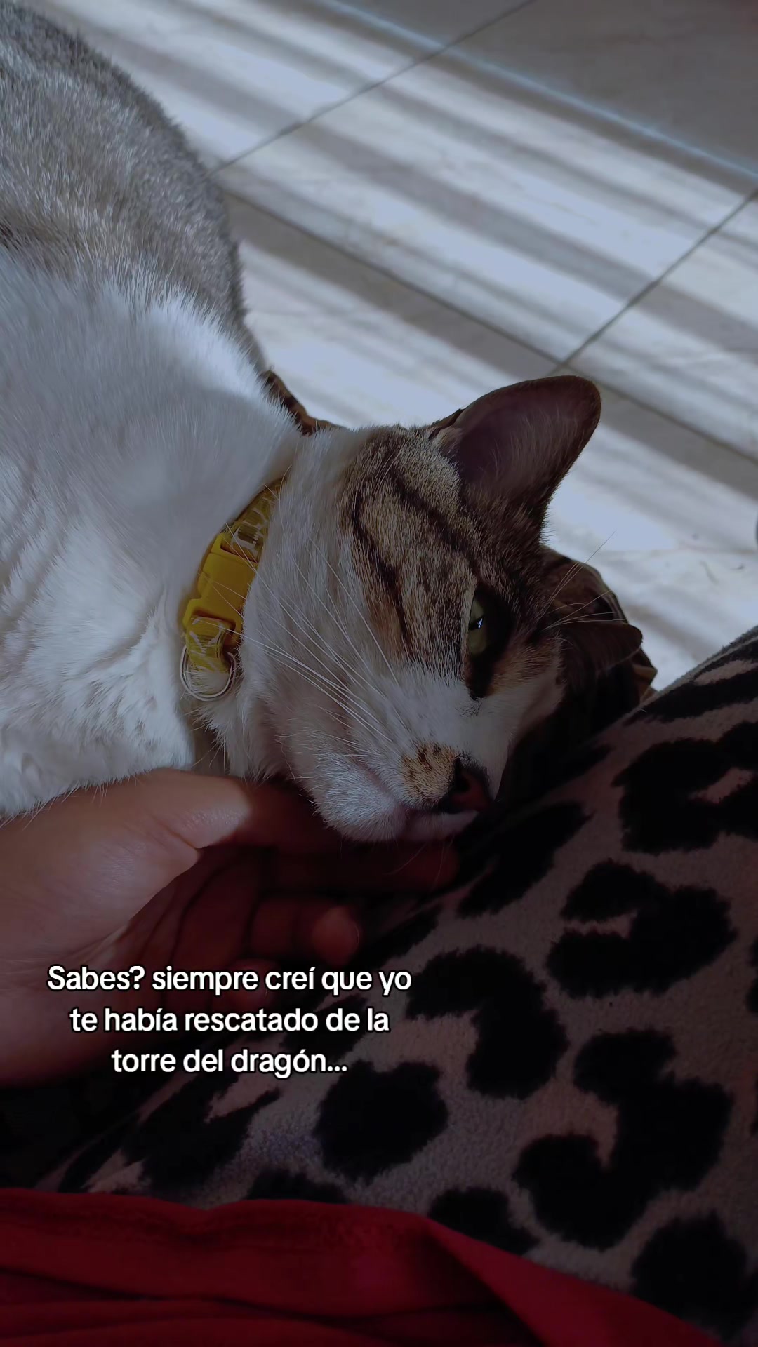 @Cachito de Pam