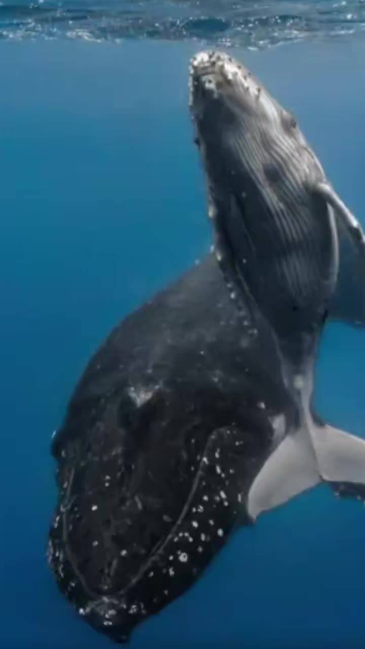 @Whale - life in ocean