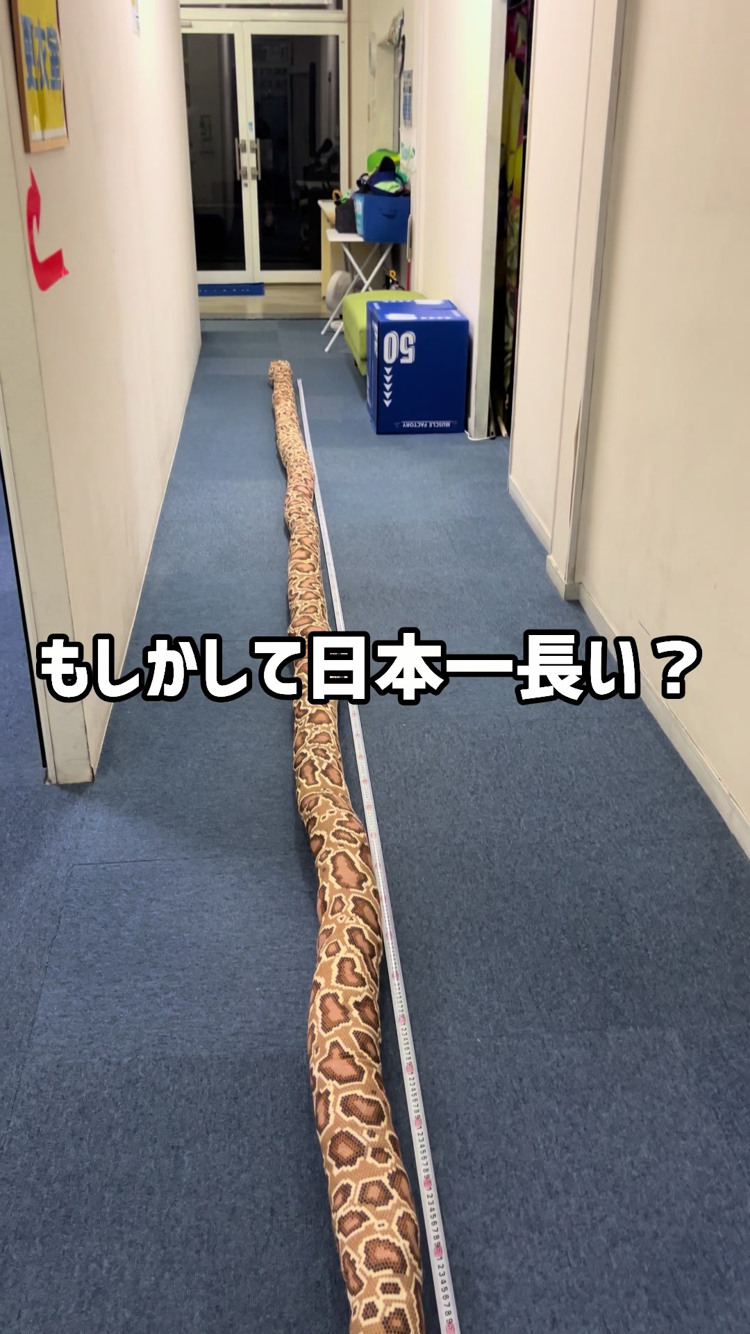 @マヒマヒトランポリン