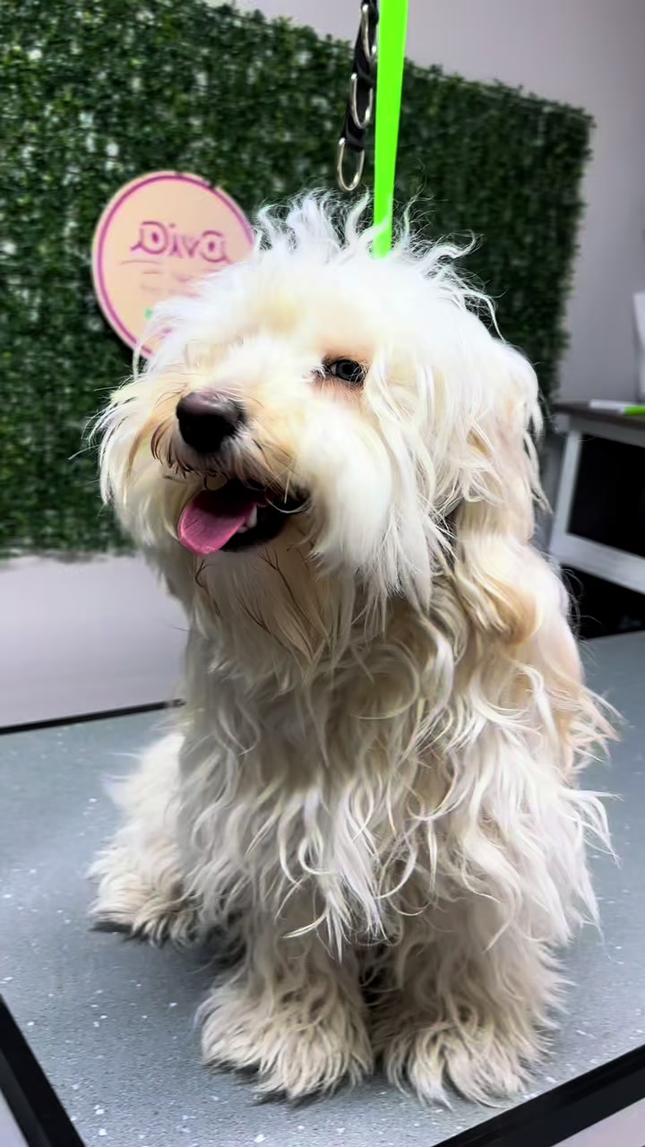 @Diva Pet Kuaför Ankara