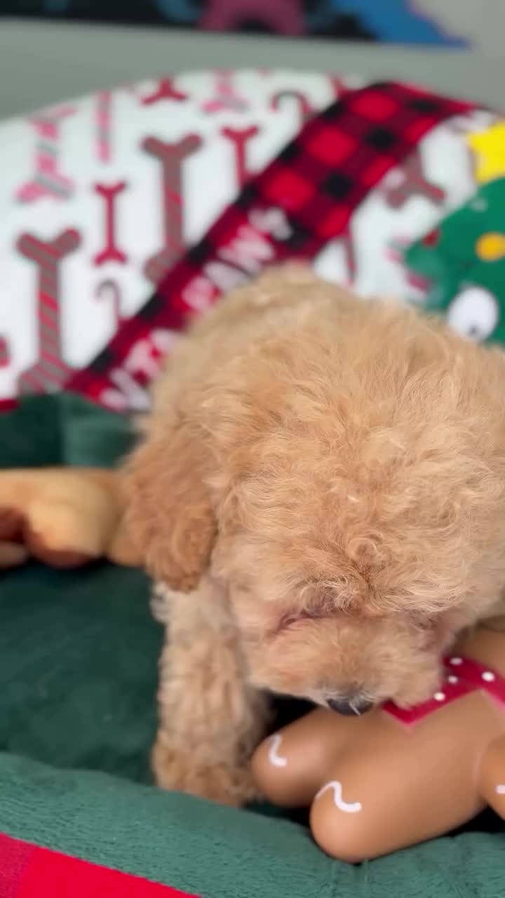 @homeraisedtinypoodles