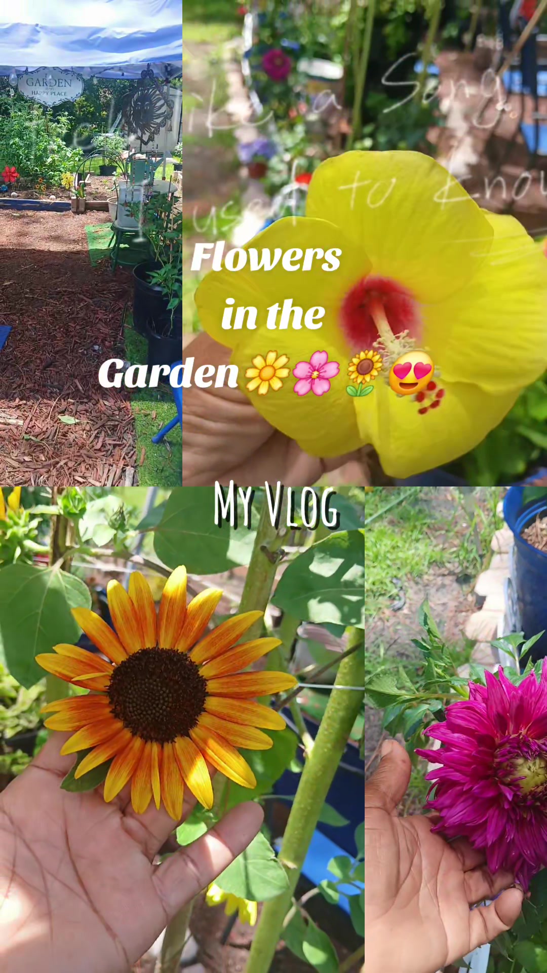 @Ronnie's garden🍅🫑🥬🥒🌻🌺