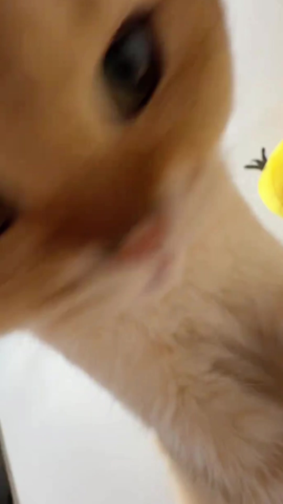 @cutekitten37