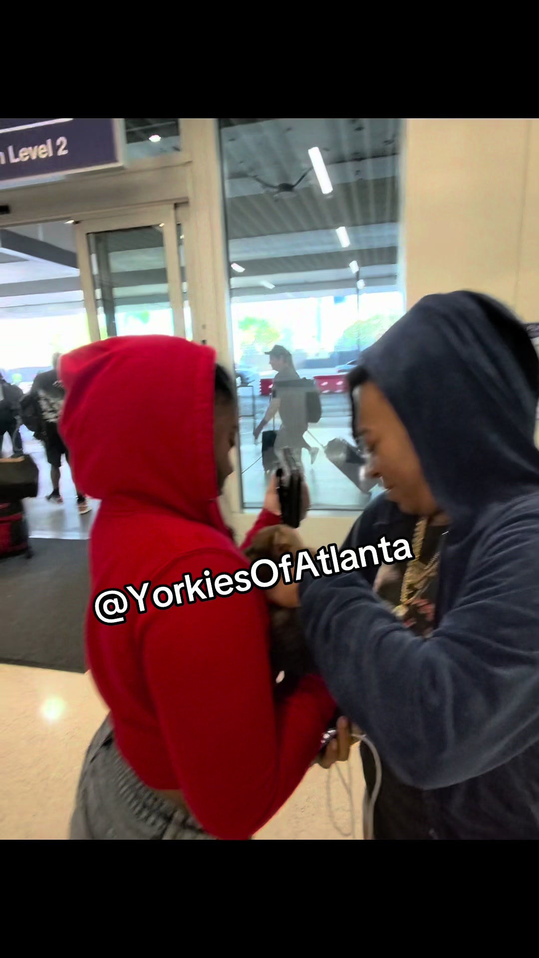@Yorkies Of Atlanta