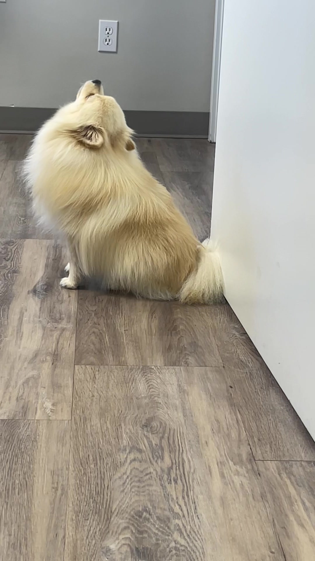 @beingmilothepom