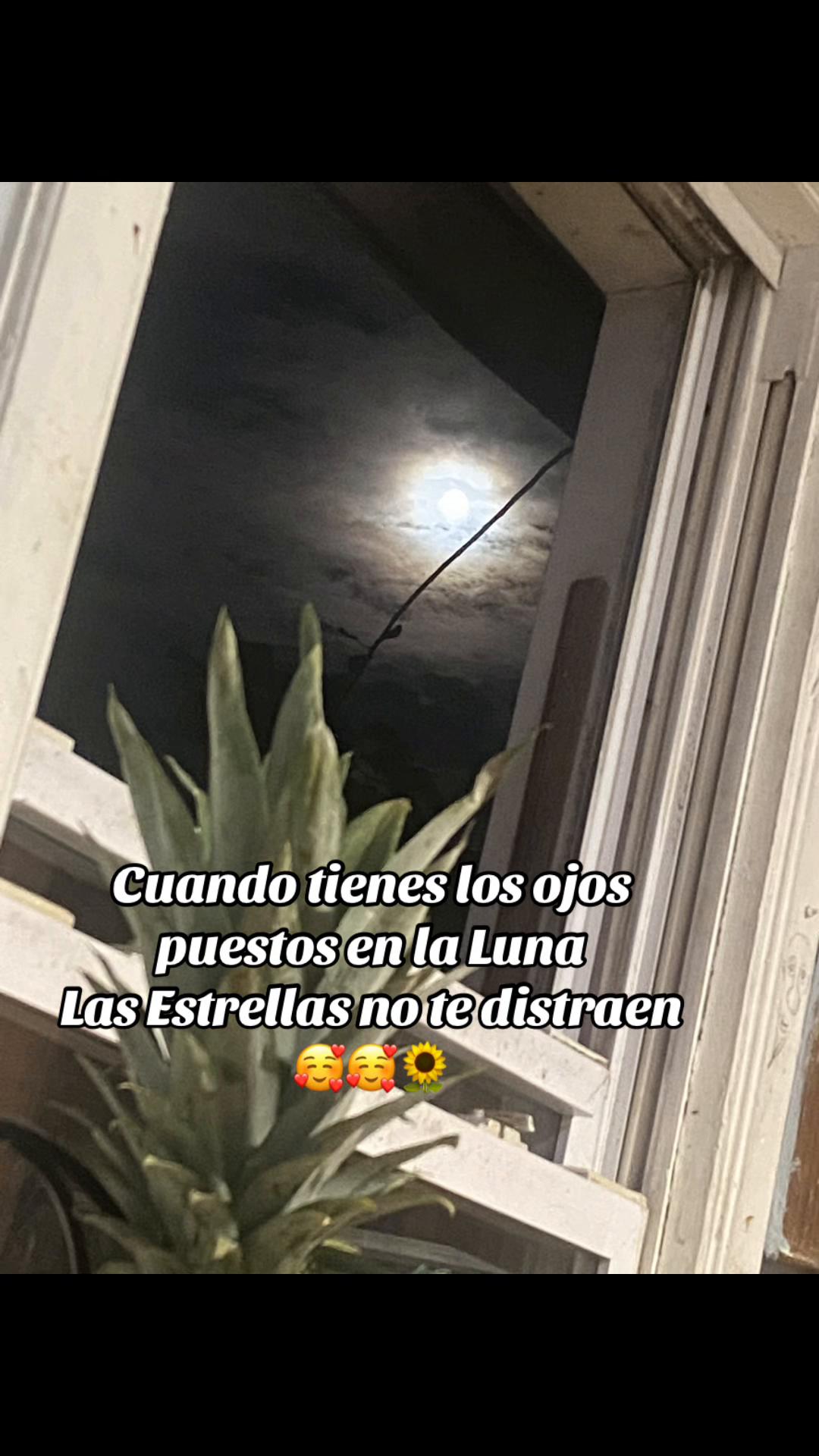 @💛Bonita_Girasol91