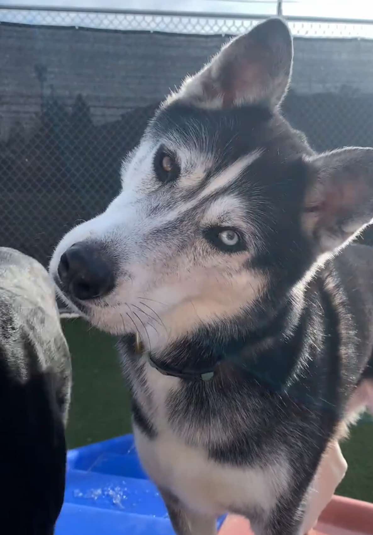 @Canine College