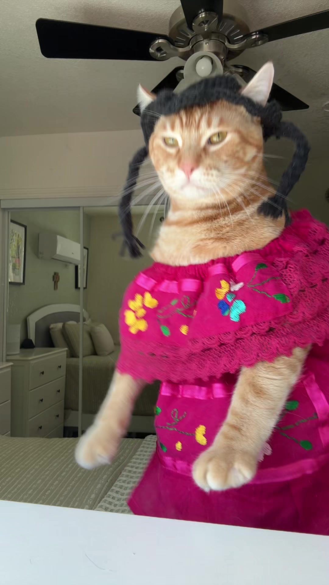 @thedancingcats13
