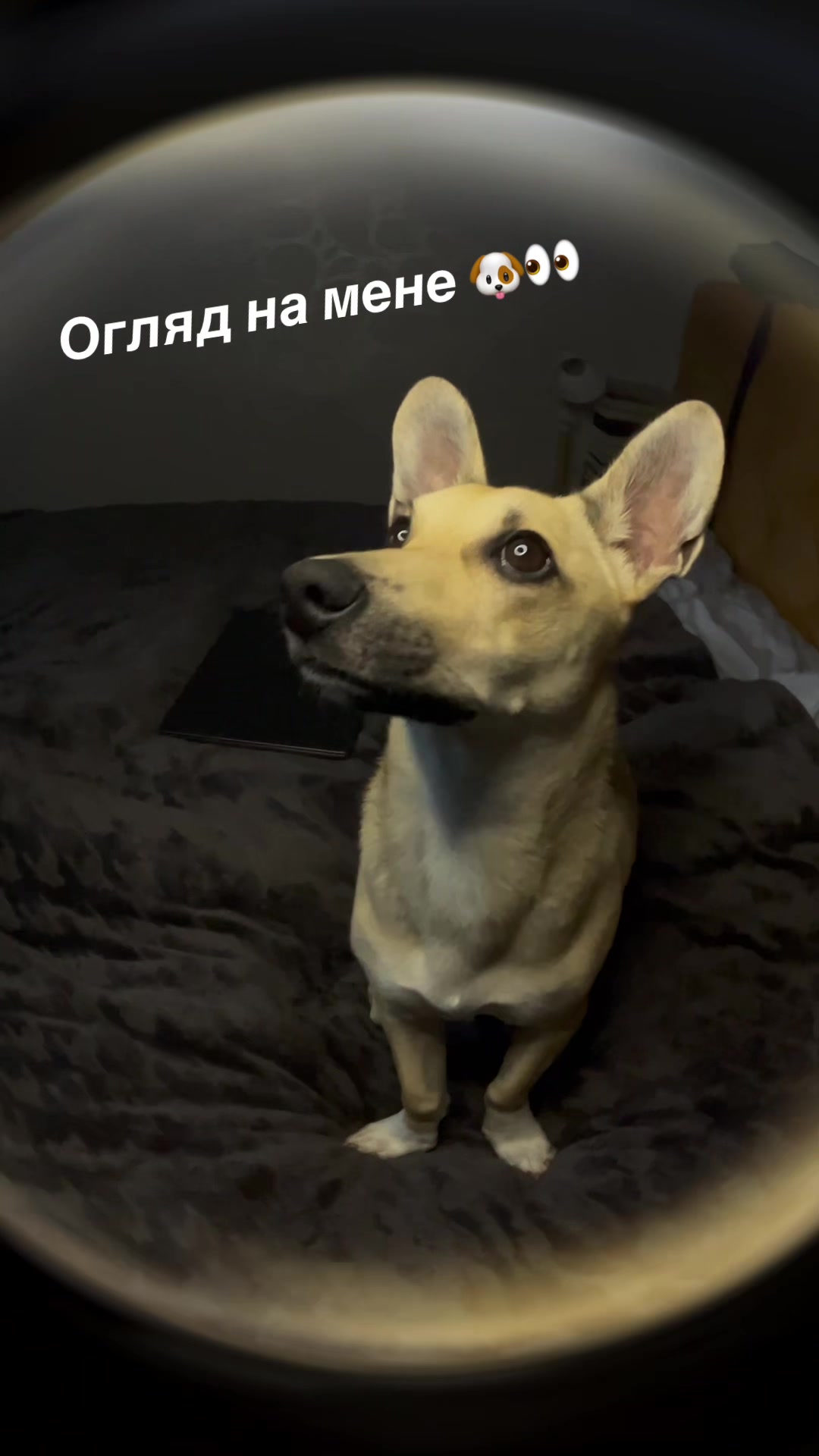 @Чіпік 🐶