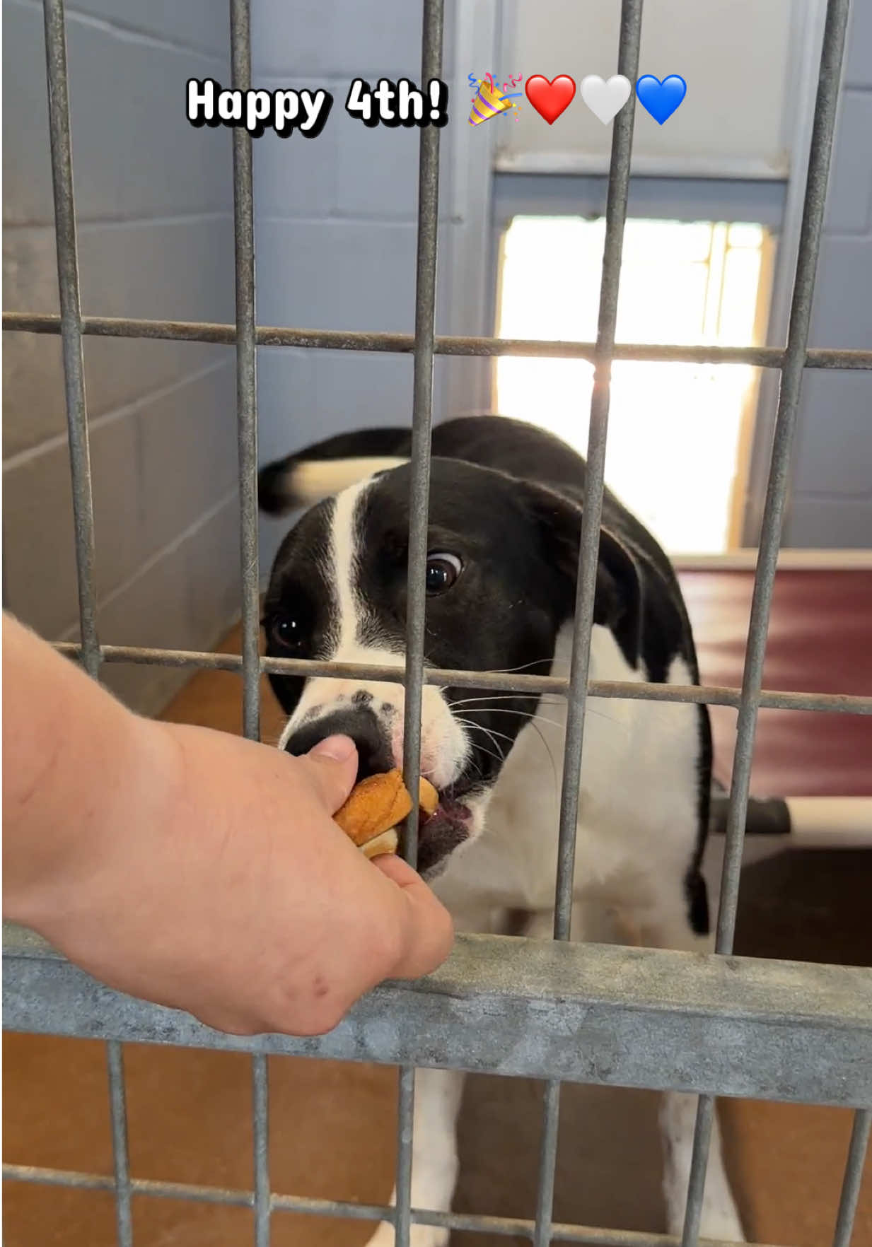 @PAWS Shelter