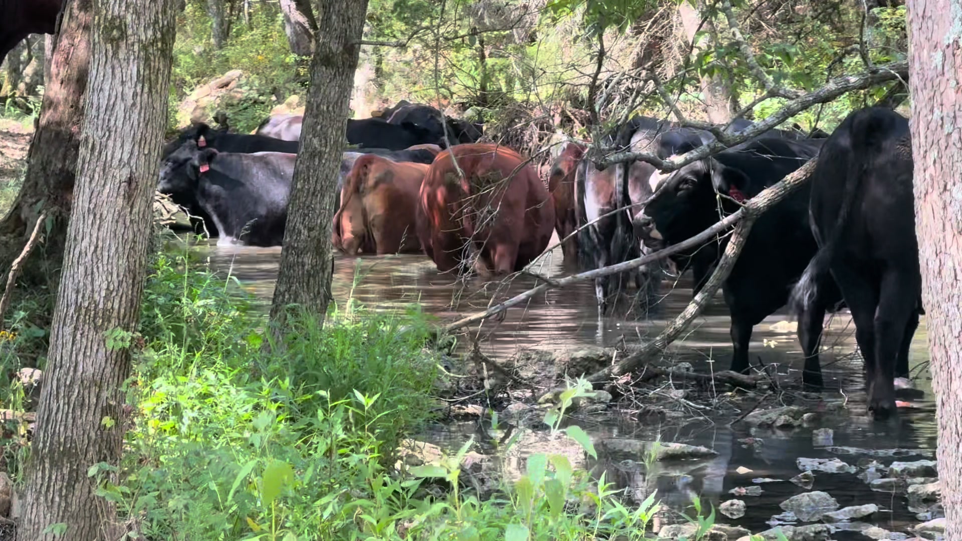 @Massey Land & Cattle