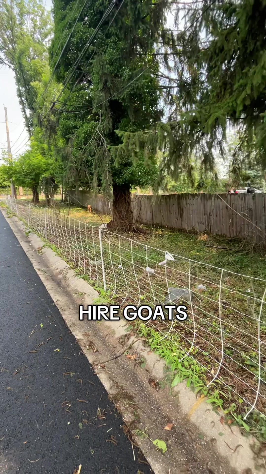 @amazingrazinggoats