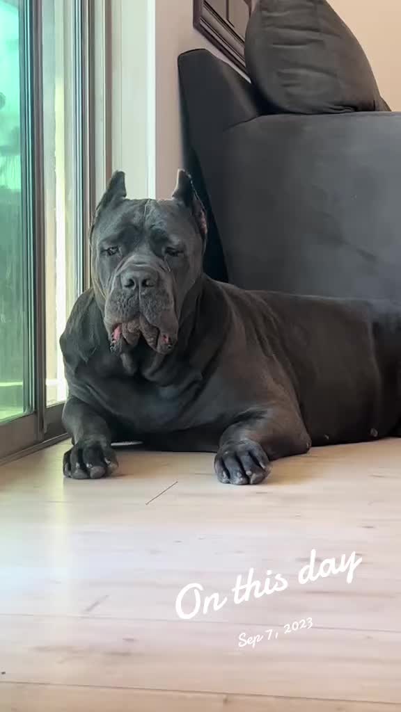 @Phoenician Cane Corso Stormi