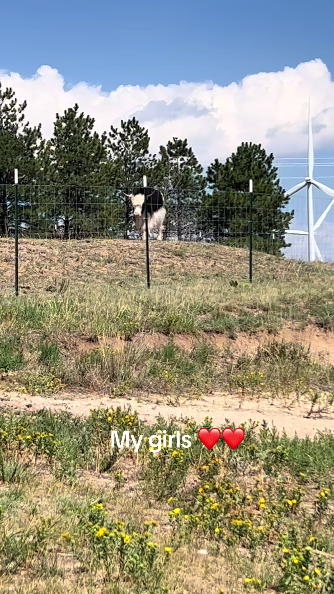 @Yakety Yak Ranch