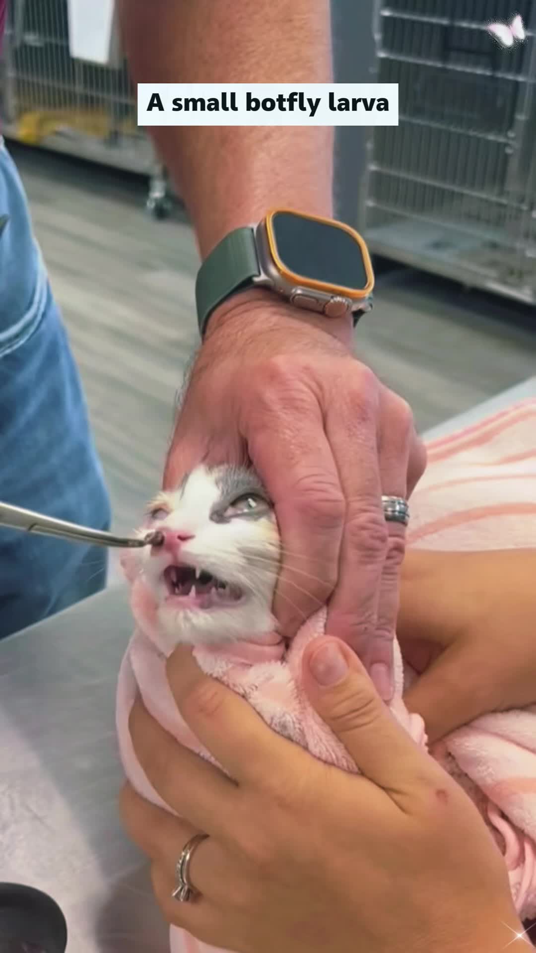 @Animal rescue tips