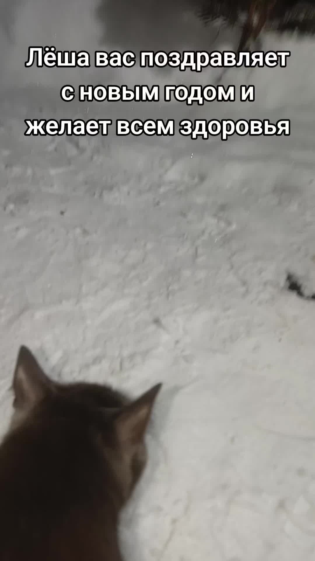 @Лёша в голоше