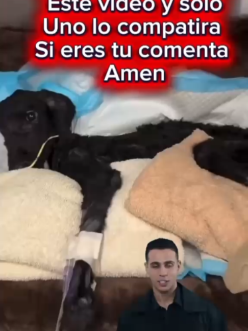 @Modoanimal