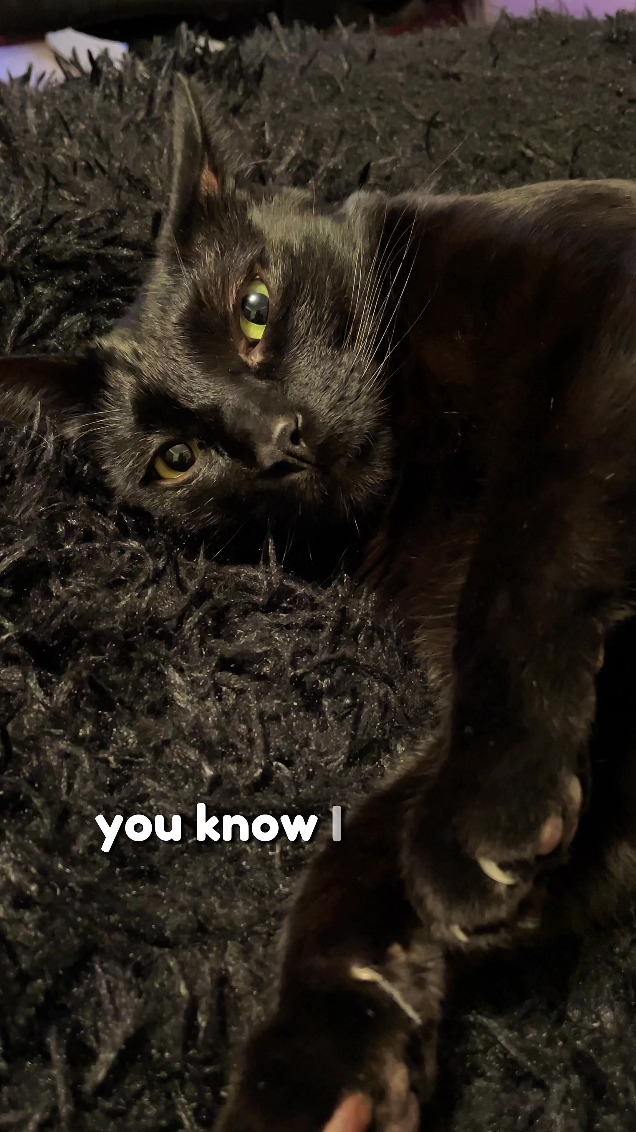 @Leon The Cat Dad