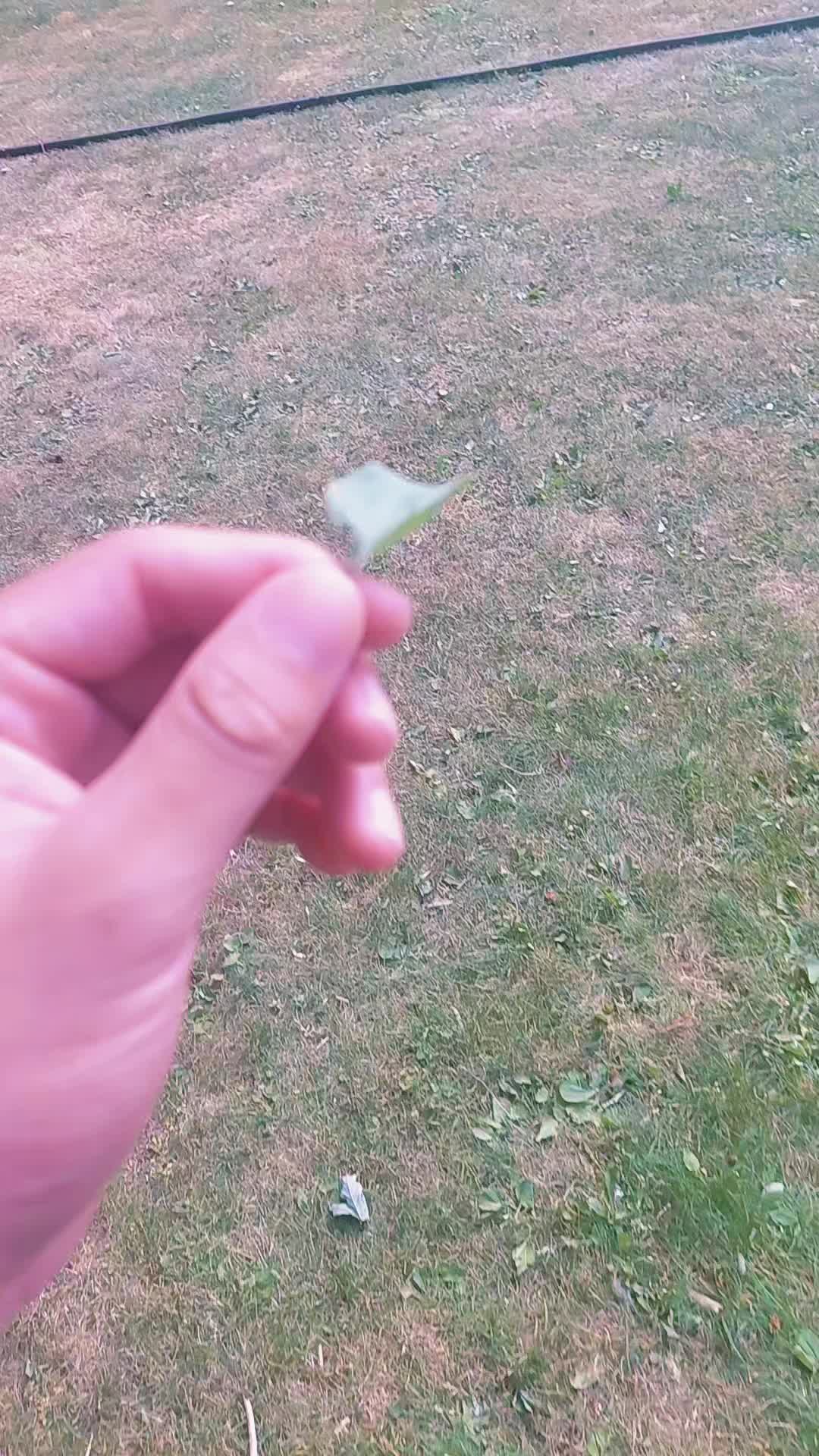 @Nicabunny