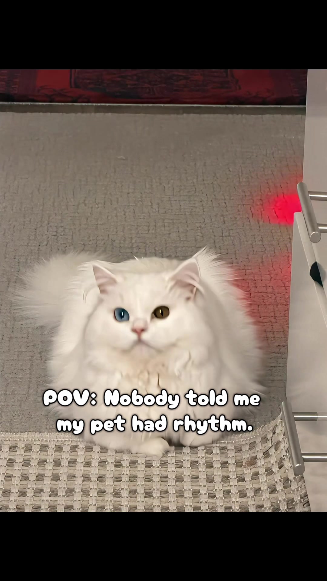 @Laily&Liyan 🐾